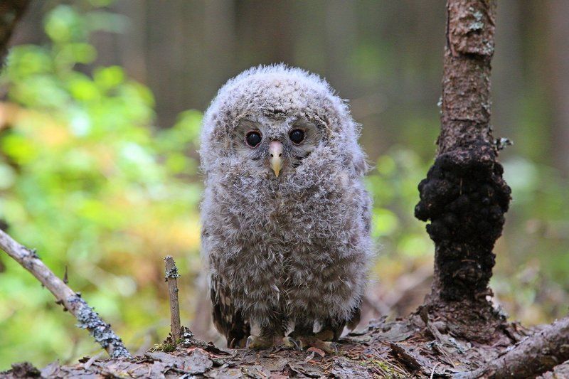 Длиннохвостая неясыть. Птенец.photo preview