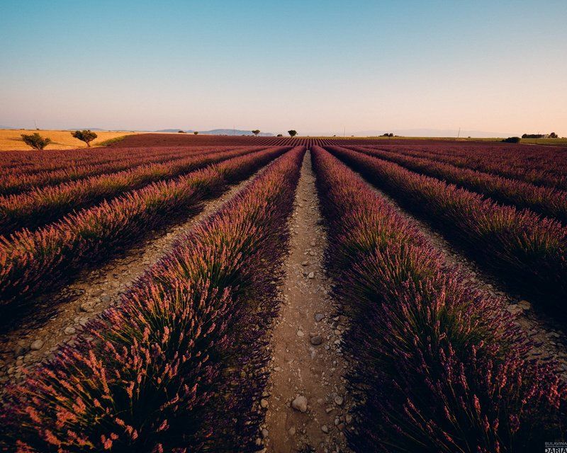 лаванда,  франция,  прованс,  портрет Лавандаphoto preview