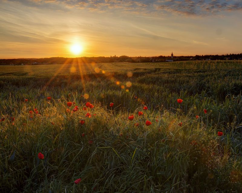 чехия, утро, маки Утренний пейзаж с маками и башней замка на горизонтеphoto preview
