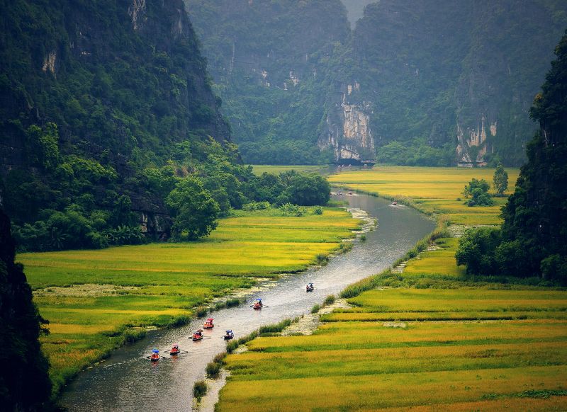 Ngo Dong River ripe rice seasonphoto preview