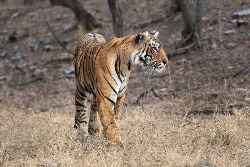 индия Модельphoto preview