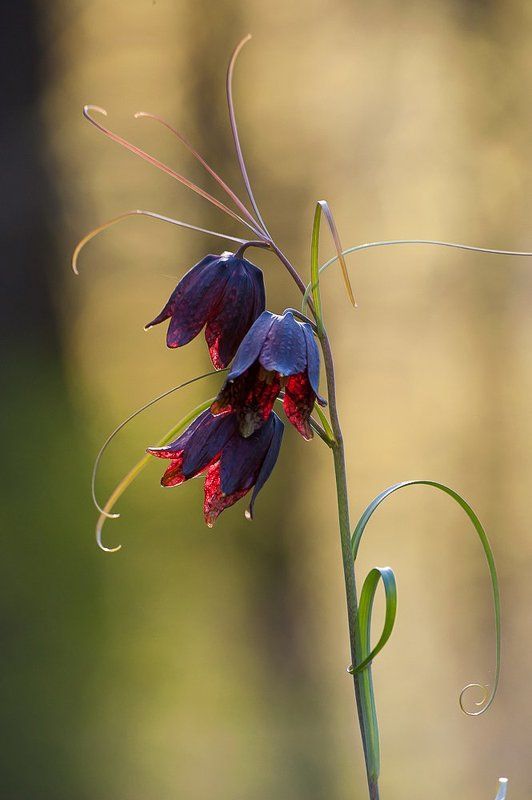 весна, зелень, листья, лес, цветы, московская область, подмосковье Pro Рябчик-цветок...photo preview