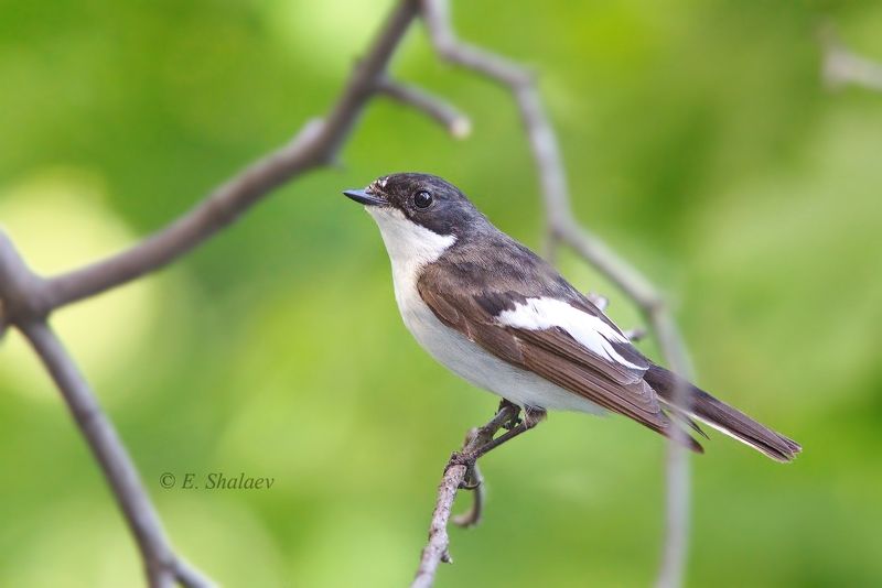 birds,european pied flycatcher,ficedula hypoleuca,мухоловка,мухоловка-пеструшка,птица,птицы,фотоохота Мухоловка-пеструшкаphoto preview
