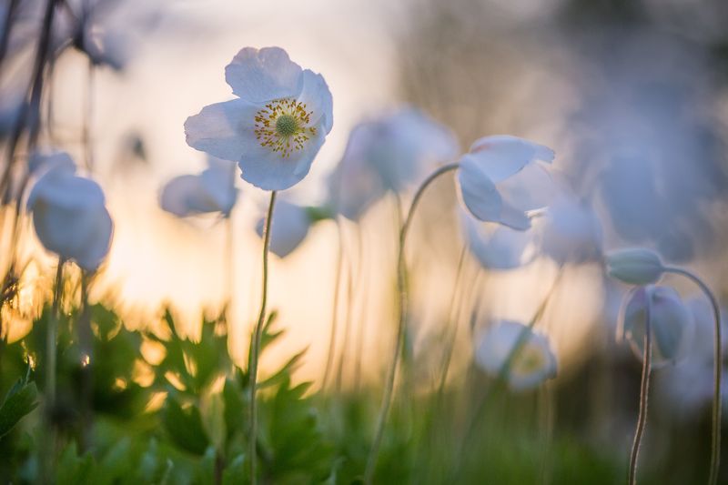 ветренница, анемоны, цветы, макро, вечер Ветренницы фото превью