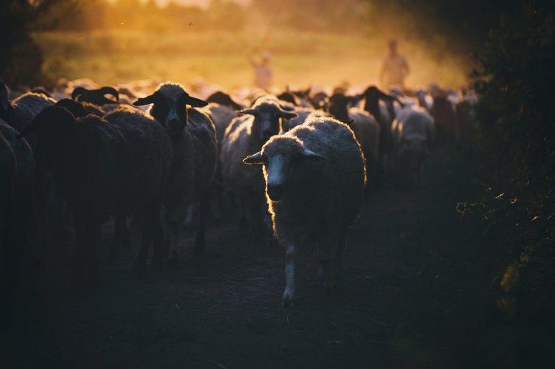 sheep Coming homephoto preview