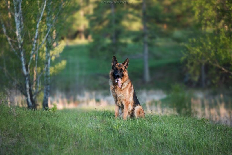 German shepherd dog, winter, dog, Pets, animals, love, man, snow, cold, puppy, baby, forest, beauty, black, tank, army, celebration  photo preview