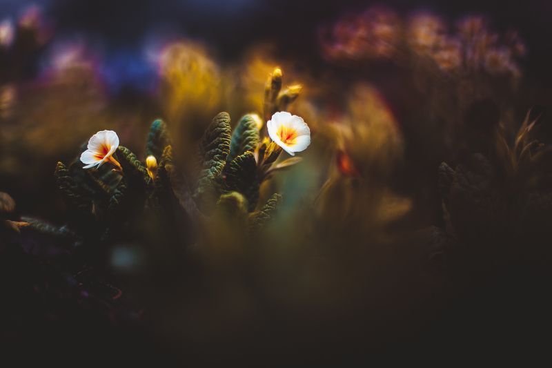 ботанический сад, макро, цветы, зелень, природа В ботаническом садуphoto preview