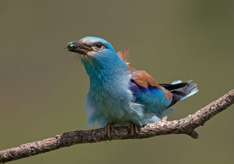 Сизоворонкаphoto preview