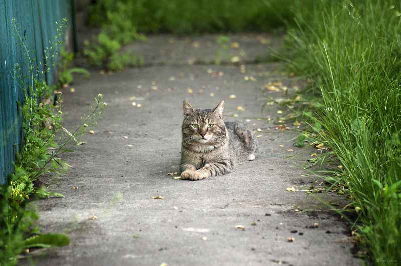 кот, котяра Здравствуй, лето ...photo preview