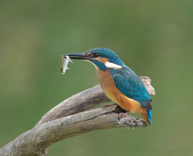 Портфолиоphoto preview