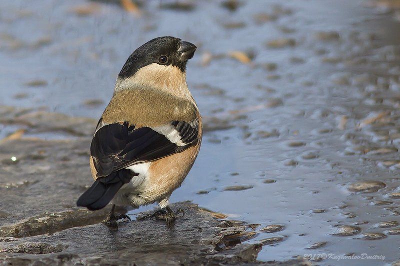 Снегирь (самка)photo preview