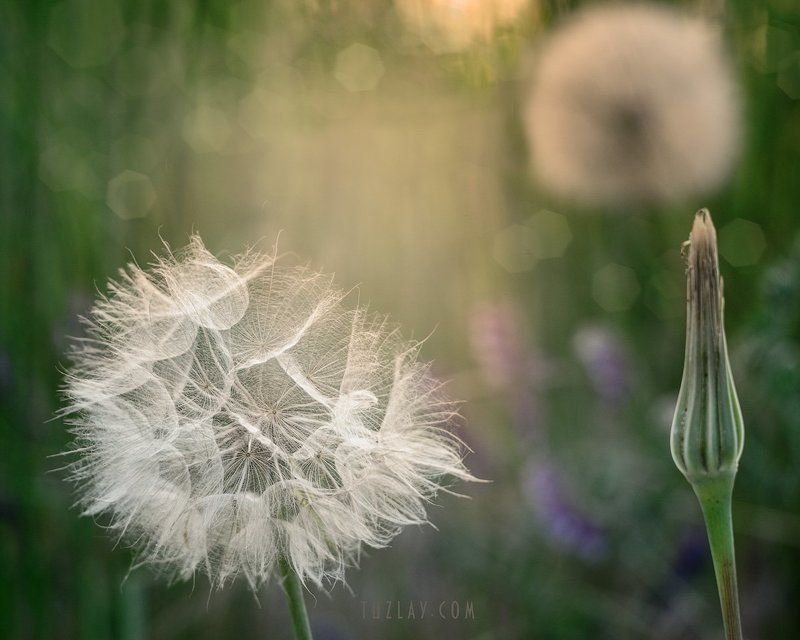 козлобородник, одуванчик БООльшой одуванчик)photo preview