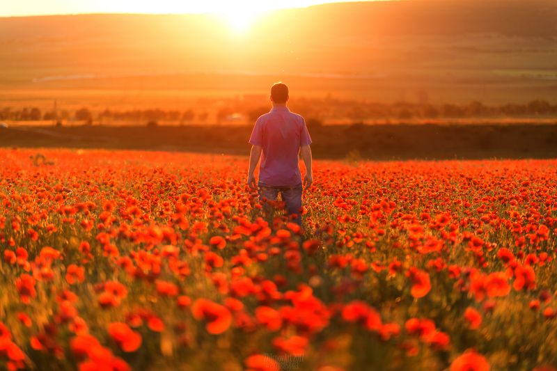 закат, маки, лето Self-портретphoto preview