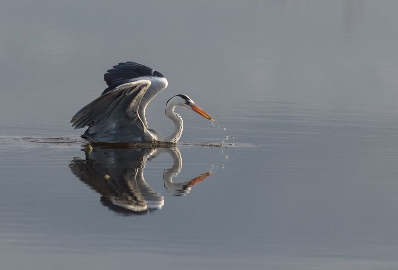 Охота удалась фото превью