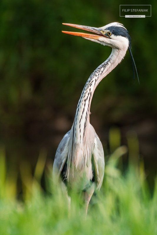 Morning Screamphoto preview