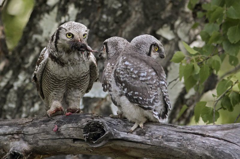 ням, нямphoto preview