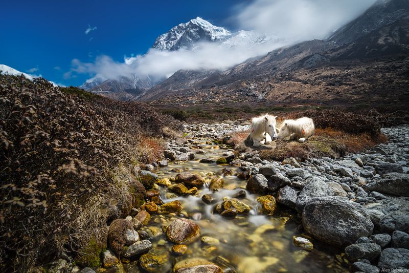 Лошадки.....photo preview