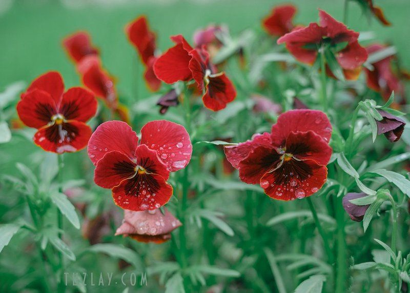 анютины глазки, капельки Слёзы для Анютиных глазокphoto preview