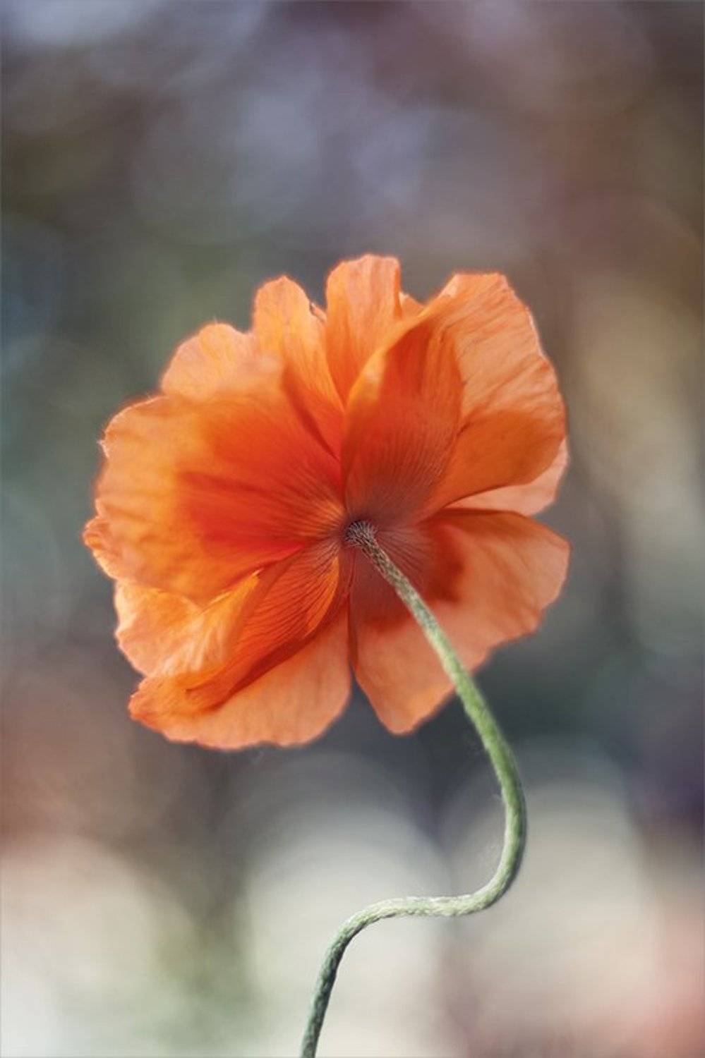 ***. Автор: Наталья Ова , Наталья Ова