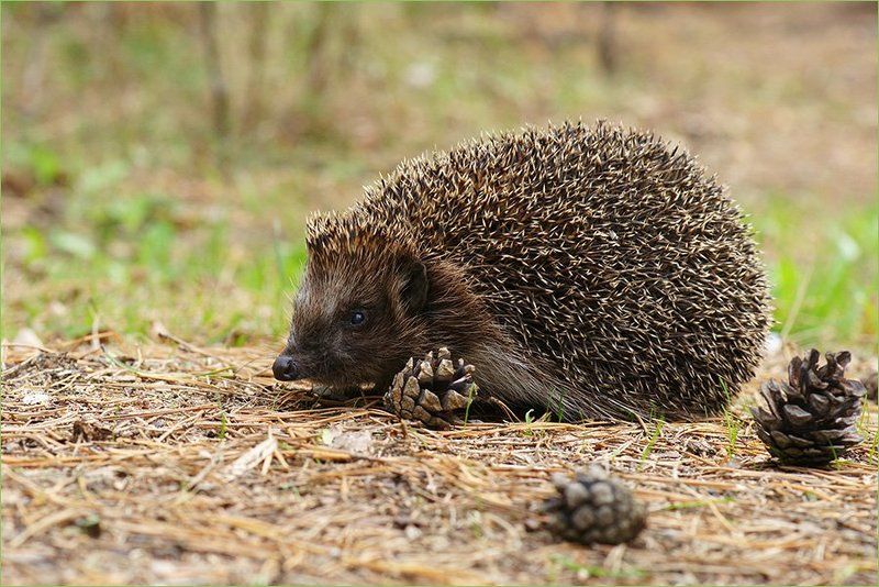 Ёжик...photo preview