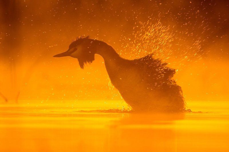 Брызги шампанского.photo preview