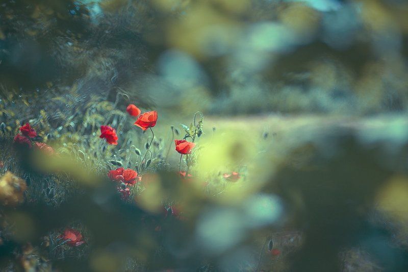 poppies The windowphoto preview