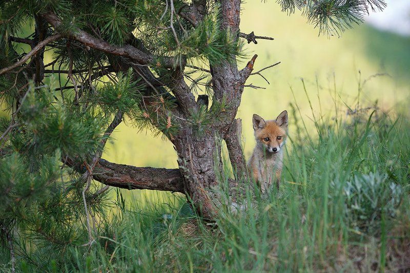 Мелкий.photo preview