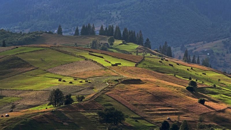 карпаты, лето, сенокосы Карпатская мозаикаphoto preview