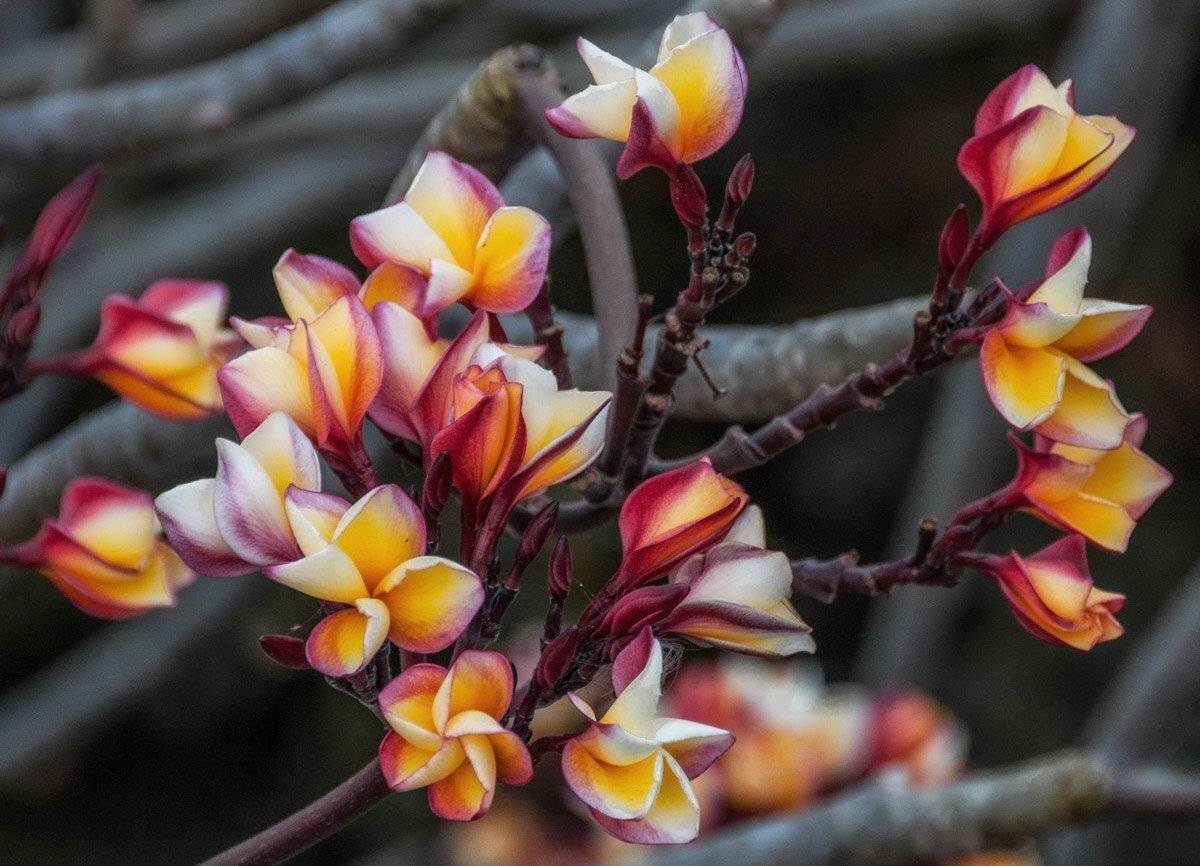 тайланд, плюмерия, Gunter Graiss