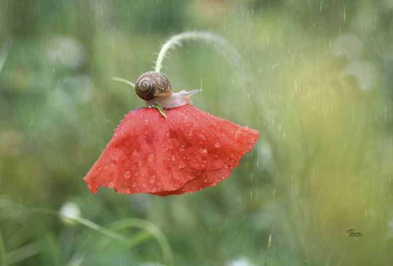 Под дождемphoto preview