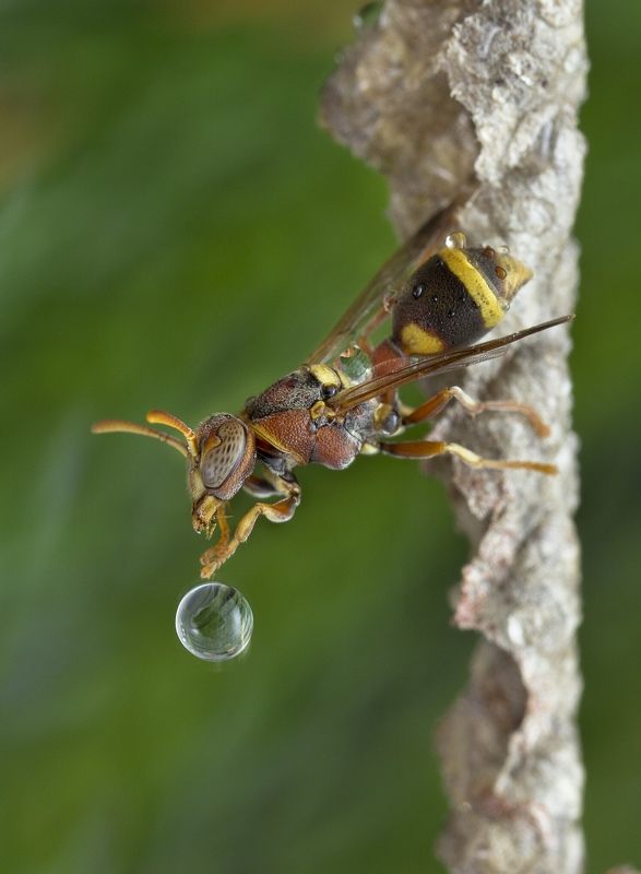 #macro#wasp#waterbubble#reflection#colors Wasp 170606Aphoto preview