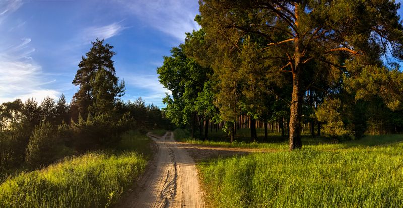 Через лесphoto preview