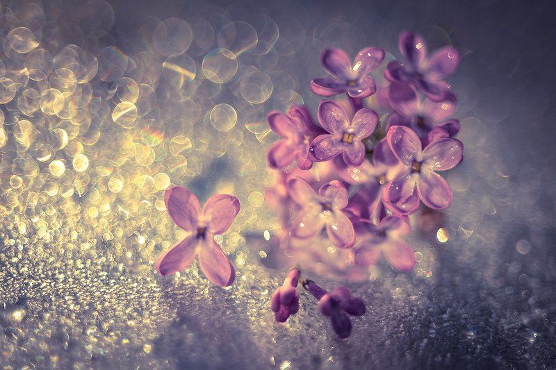 elderberry, bokeh, beautiful, jupiter, boke, macro, bez, dranikowski, reflect Elderberryphoto preview