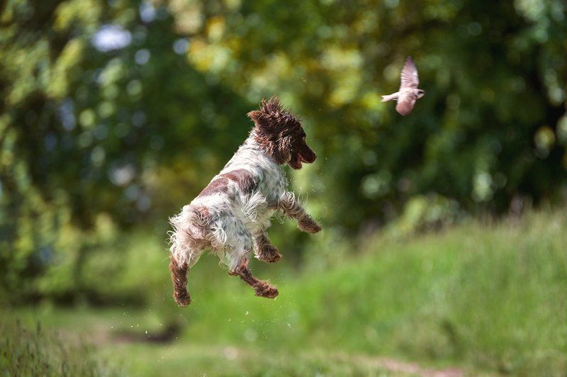 Русский охотничий спаниель, охота, лето, птица, стриж, в прыжке, летающая собака, радость, азарт Охотаphoto preview