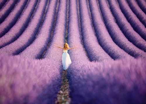 Lavander Dreams