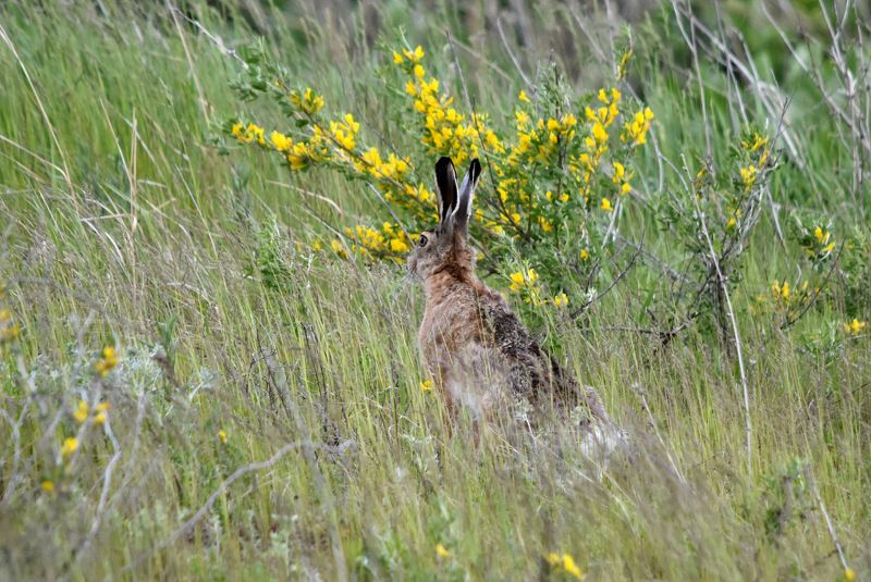 листопад Веснаphoto preview