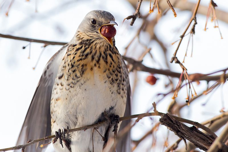 Обжораphoto preview