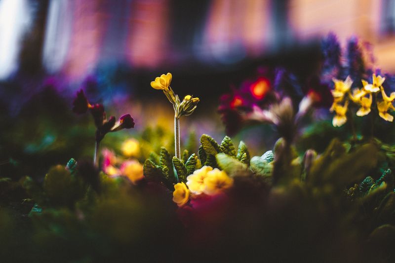 ботанический сад, макро, цветы, зелень, природа В ботаническом садуphoto preview