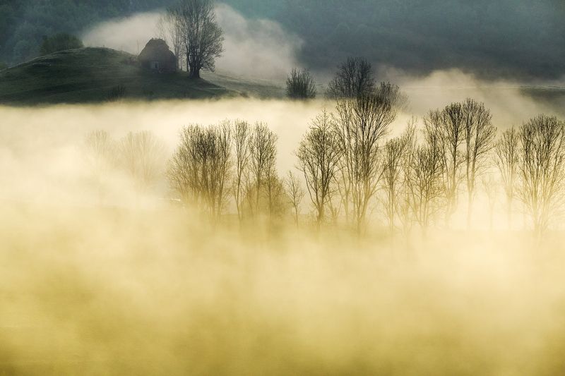 mist,fog,morning,nature,apuseni,Romania In that morningphoto preview