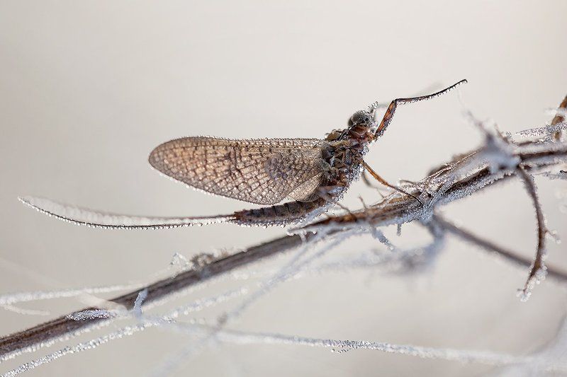 Застывший дирижер.photo preview