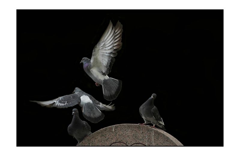 Untitled#**photo preview