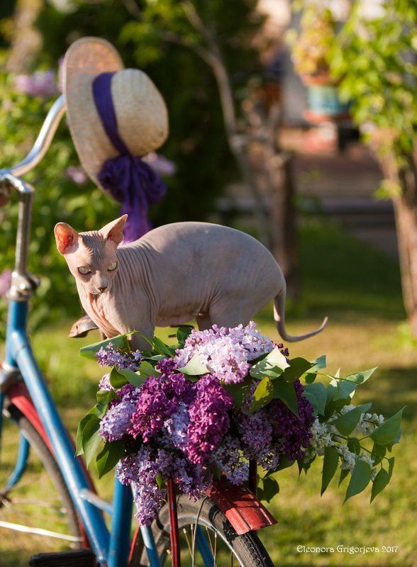 велосипед, сирень, весна, кошка, сфинкс, весна, лето, дача, июнь, натюркотики Велосипедисткаphoto preview