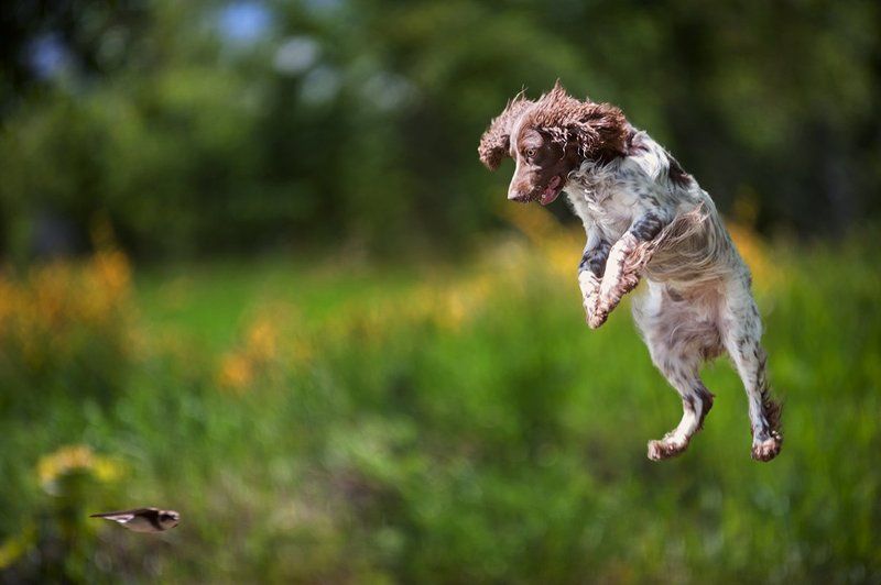 Русский охотничий спаниель, охота, лето, птица, стриж, в прыжке, летающая собака, радость, азарт Русский спаниель на охотеphoto preview
