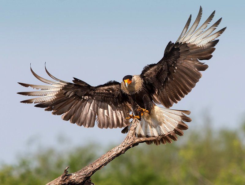 быкновенная каракара, crested caracara, caracara, tx, texas Обыкновенная каракара - Crested Caracaraphoto preview