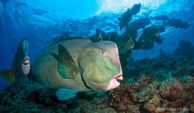 сипадан, попугаи, подводное фото. Сипаданphoto preview