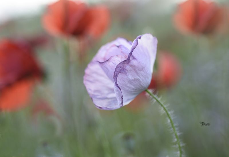 Маковое настроениеphoto preview