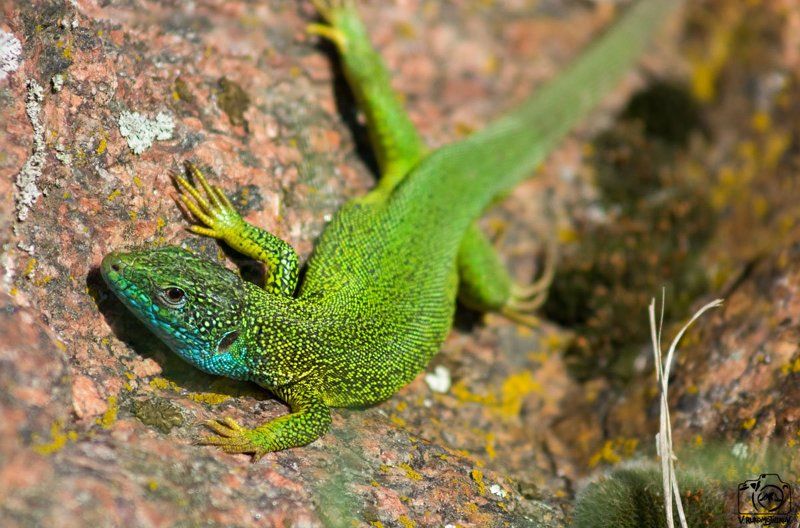 Первомайская ящерицаphoto preview