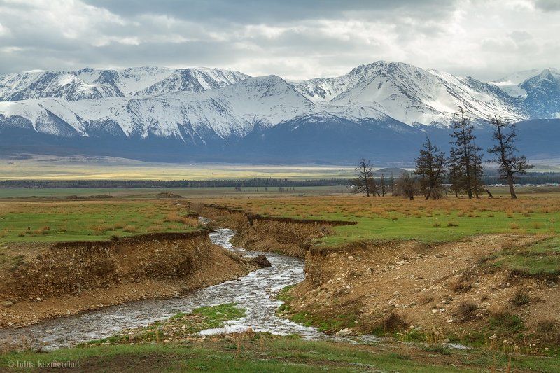 landscape, scenic, nature, travel, outdoor, view, tourism, steppe, larch, tree, spring, mountains, snow, sky, high, grass, ginger, green, north-chusky range, altai, kurai В майских красках Кураяphoto preview