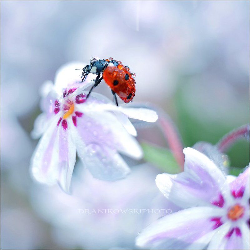 ladybug, biedronka, flower, macro, dranikowski, pastel, water, drops Ladybug..photo preview