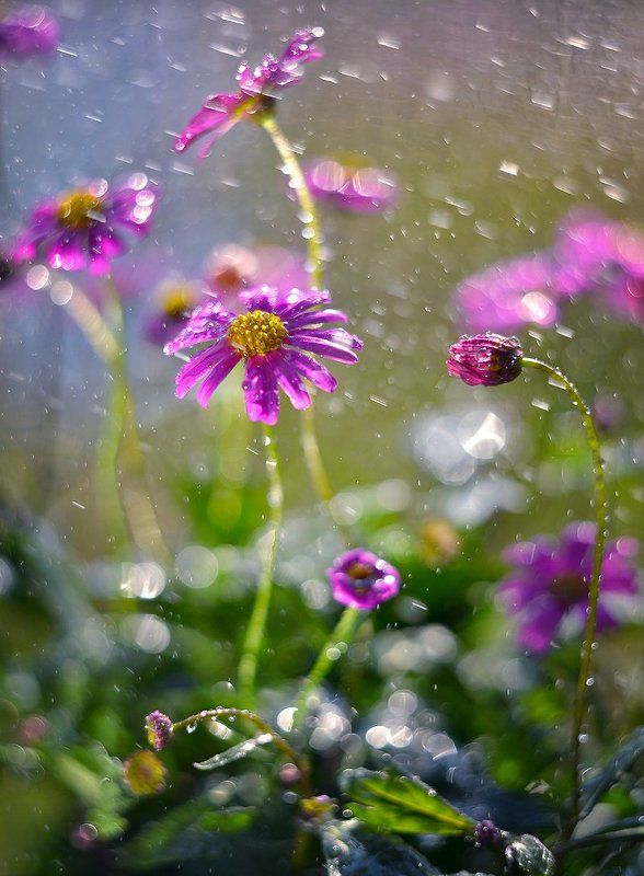 flowers, rain, bokeh, helios, 44-3, water, kwiaty, belomo, krople, dranikowski Flowers in the rain..photo preview